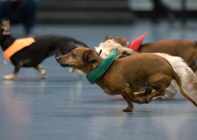 Picnic Day Tickets Available for Doxie Derby, Fashion and Dance Shows