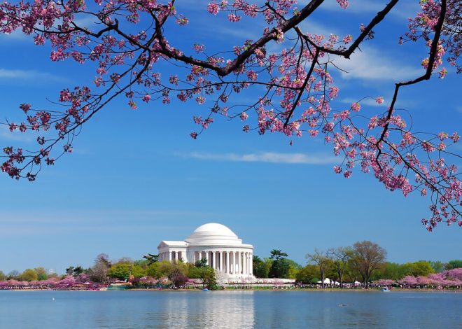 Blossoming beauty: your guide to cherry blossom season